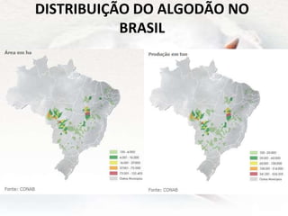 DISTRIBUIÇÃO DO ALGODÃO NO
BRASIL
 