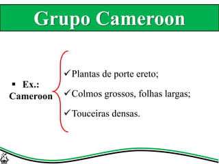 Plantas de porte ereto;
Colmos grossos, folhas largas;
Touceiras densas.
 Ex.:
Cameroon
Grupo Cameroon
 