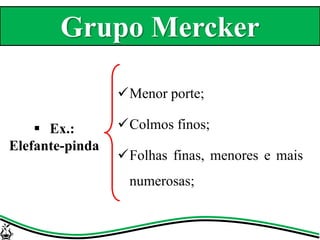 Menor porte;
Colmos finos;
Folhas finas, menores e mais
numerosas;
 Ex.:
Elefante-pinda
Grupo Mercker
 