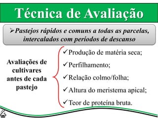 Técnica de Avaliação
Produção de matéria seca;
Perfilhamento;
Relação colmo/folha;
Altura do meristema apical;
Teor de proteína bruta.
Pastejos rápidos e comuns a todas as parcelas,
intercalados com períodos de descanso
Avaliações de
cultivares
antes de cada
pastejo
 