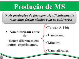  As produções de forragem significativamente
mais altas foram obtidas com as cultivares:
Taiwan A-146;
Cameroon;
Mineiro;
Cana-africana.
 Não diferiram entre
si;
- Houve diferenças em
outros experimentos.
Produção de MS
 