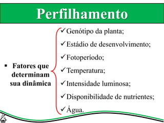 Genótipo da planta;
Estádio de desenvolvimento;
Fotoperíodo;
Temperatura;
Intensidade luminosa;
Disponibilidade de nutrientes;
Água.
 Fatores que
determinam
sua dinâmica
Perfilhamento
 