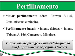 Maior perfilhamento aéreo: Taiwan A-146,
Cana-africana e mineiro.
Perfilhamento basal: > intens. (Mott); < intens.
(Taiwan A-146, Cameroon, Mineiro).
 Consumo de forragem é aumentado quando
esta for proveniente de perfilhos laterais.
Perfilhamento
 