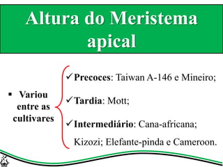 Precoces: Taiwan A-146 e Mineiro;
Tardia: Mott;
Intermediário: Cana-africana;
Kizozi; Elefante-pinda e Cameroon.
 Variou
entre as
cultivares
Altura do Meristema
apical
 