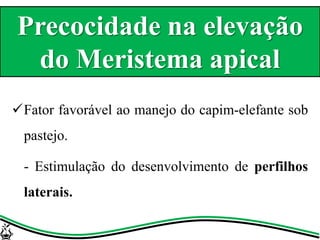 Fator favorável ao manejo do capim-elefante sob
pastejo.
- Estimulação do desenvolvimento de perfilhos
laterais.
Precocidade na elevação
do Meristema apical
 