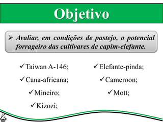 Taiwan A-146;
Cana-africana;
Mineiro;
Kizozi;
Elefante-pinda;
Cameroon;
Mott;
 Avaliar, em condições de pastejo, o potencial
forrageiro das cultivares de capim-elefante.
Objetivo
 