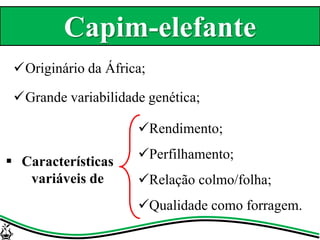 Originário da África;
Grande variabilidade genética;
Rendimento;
Perfilhamento;
Relação colmo/folha;
Qualidade como forragem.
 Características
variáveis de
Capim-elefante
 