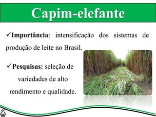 Pesquisas: seleção de
variedades de alto
rendimento e qualidade.
Capim-elefante
Importância: intensificação dos sistemas de
produção de leite no Brasil.
 