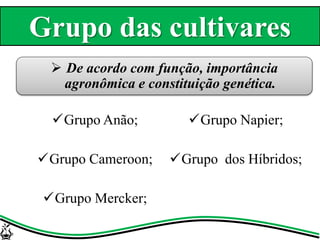  De acordo com função, importância
agronômica e constituição genética.
Grupo Anão;
Grupo Cameroon;
Grupo Mercker;
Grupo Napier;
Grupo dos Híbridos;
Grupo das cultivares
 