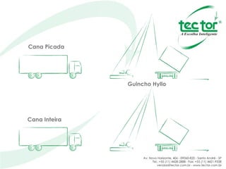 Cana Picada Cana Inteira Guincho Hyllo  