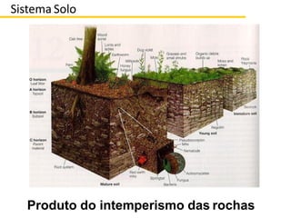 Produto do intemperismo das rochas
Sistema Solo
 