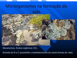 Microrganismos na formação do
solo
Mecanismos: Ácidos orgânicos; CO2.
Entrada de N e C (possibilita o estabelecimento de outras formas de vida).
 