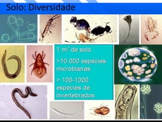 Solo: Diversidade
 