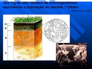 Em 1 g de solo: número de microrganismos
equivalente a população do planeta :7 bilhões
(Doran et al., 1996)
 