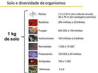 Raízes 1,5 a 3,8 m (em culturas anuais)
38 a 76 m (em pastagens perenes)
Bactérias 300 milhões a 50 bilhões
Fungos 500.000 a 100 milhões
Actinomicetos 100 milhões a 2 bilhões
Nematóides 1.000 a 10.000
Protozoários 100.000 a 50 milhões
Artrópodos 100 a 1.000
Minhocas 0 a 2
Solo e diversidade deorganismos
1 kg
de solo
 