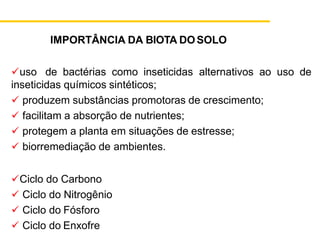 IMPORTÂNCIA DA BIOTA DOSOLO
✓uso de bactérias como inseticidas alternativos ao uso de
inseticidas químicos sintéticos;
✓ produzem substâncias promotoras de crescimento;
✓ facilitam a absorção de nutrientes;
✓ protegem a planta em situações de estresse;
✓ biorremediação de ambientes.
✓Ciclo do Carbono
✓ Ciclo do Nitrogênio
✓ Ciclo do Fósforo
✓ Ciclo do Enxofre
 