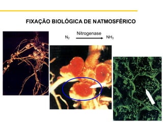 N2
Raiz com nódulos
Corte transversal
dos nódulos
Bactérias fixadoras de
N2
no interior dos nódulos
NH3
Nitrogenase
FIXAÇÃO BIOLÓGICA DE NATMOSFÉRICO
 