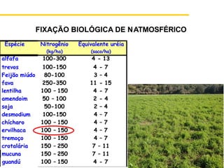 Espécie Nitrogênio
(kg/ha)
Equivalente uréia
(saco/ha)
alfafa 100-300 4 - 13
trevos 100-150 4 - 7
Feijão miúdo 80-100 3 – 4
fava 250-350 11 - 15
lentilha 100 – 150 4 - 7
amendoim 50 – 100 2 - 4
soja 50-100 2 – 4
desmodium 100-150 4 – 7
chícharo 100 – 150 4 – 7
ervilhaca 100 – 150 4 – 7
tremoço 100 – 150 4 – 7
crotalária 150 – 250 7 – 11
mucuna 150 – 250 7 – 11
guandú 100 – 150 4 - 7
FIXAÇÃO BIOLÓGICA DE NATMOSFÉRICO
 