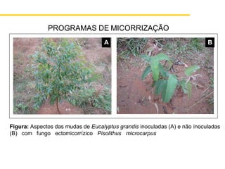 PROGRAMAS DE MICORRIZAÇÃO
A B
Figura: Aspectos das mudas de Eucalyptus grandis inoculadas (A) e não inoculadas
(B) com fungo ectomicorrízico Pisolithus microcarpus
 