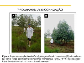 PROGRAMAS DE MICORRIZAÇÃO
A B
Figura: Aspectos das plantas de Eucalyptus grandis não inoculadas (A) e inoculadas
(B) com o fungo ectomicorrízico Pisolithus microcarpus (UFSC Pt 116) 3 anos após o
transplante das mudas no campo em solo arenoso.
 