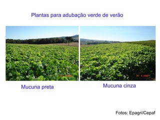 Plantas para adubação verde de verão
Mucuna preta Mucuna cinza
Fotos: Epagri/Cepaf
 