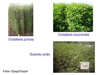 Crotalaria juncea
Crotalaria mucronata
Guandu anão
Fotos: Epagri/Cepaf
 