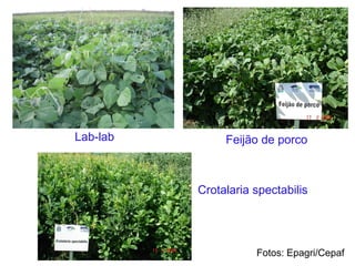 Lab-lab Feijão de porco
Crotalaria spectabilis
Fotos: Epagri/Cepaf
 