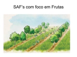 SAF’s com foco em Frutas
 