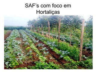 SAF’s com foco em
Hortaliças
 