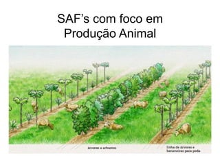 SAF’s com foco em
Produção Animal
 