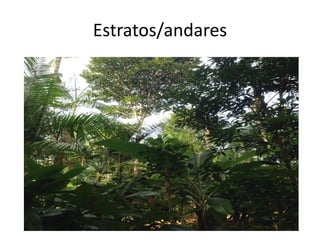 Estratos/andares
 