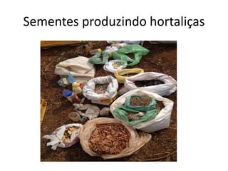 Sementes produzindo hortaliças
 