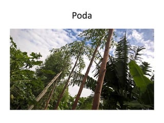 Poda
 