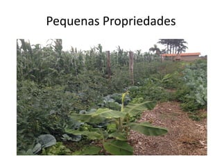 Pequenas Propriedades
 