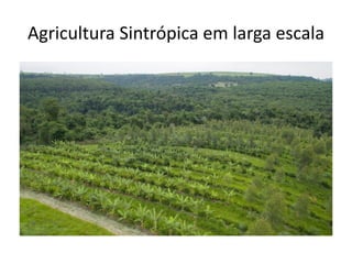 Agricultura Sintrópica em larga escala
 