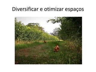 Diversificar e otimizar espaços
 