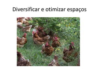 Diversificar e otimizar espaços
 