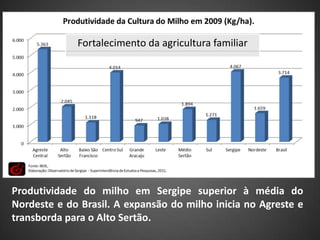 Fortalecimento da agricultura familiar




Produtividade do milho em Sergipe superior à média do
Nordeste e do Brasil. A expansão do milho inicia no Agreste e
transborda para o Alto Sertão.
 