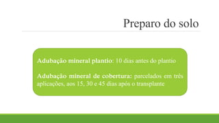 Preparo do solo 
Adubação mineral plantio: 10 dias antes do plantio 
Adubação mineral de cobertura: parcelados em três 
aplicações, aos 15, 30 e 45 dias após o transplante 
 