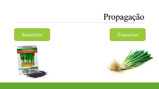 Propagação 
Sementes Touceiras 
 