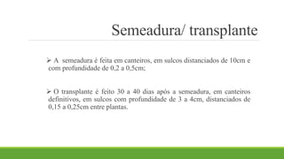 Semeadura/ transplante 
 A semeadura é feita em canteiros, em sulcos distanciados de 10cm e 
com profundidade de 0,2 a 0,5cm; 
 O transplante é feito 30 a 40 dias após a semeadura, em canteiros 
definitivos, em sulcos com profundidade de 3 a 4cm, distanciados de 
0,15 a 0,25cm entre plantas. 
 