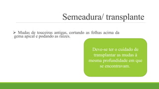 Semeadura/ transplante 
 Mudas de touceiras antigas, cortando as folhas acima da 
gema apical e podando as raízes. 
Deve-se ter o cuidado de 
transplantar as mudas à 
mesma profundidade em que 
se encontravam. 
 