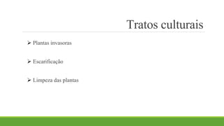 Tratos culturais 
 Plantas invasoras 
 Escarificação 
 Limpeza das plantas 
