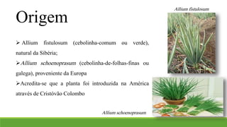Origem 
 Allium fistulosum (cebolinha-comum ou verde), 
natural da Sibéria; 
Allium schoenoprasum (cebolinha-de-folhas-finas ou 
galega), proveniente da Europa 
Acredita-se que a planta foi introduzida na América 
através de Cristóvão Colombo 
Allium fistulosum 
Allium schoenoprasum 
 