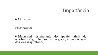 Alimentar 
Econômica 
Importância 
 Medicinal: estimulante do apetite, além de 
auxiliar a digestão, combate à gripe, e nas doenças 
das vias respiratórias. 
 
