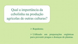 Qual a importância da 
cebolinha na produção 
agrícolas de outras culturas? 
 Repelente; 
 Utilizado em preparações orgânicas 
para prevenir pragas e doenças de plantas. 
 