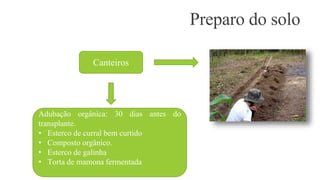 Preparo do solo 
Canteiros 
Adubação orgânica: 30 dias antes do 
transplante. 
• Esterco de curral bem curtido 
• Composto orgânico. 
• Esterco de galinha 
• Torta de mamona fermentada 
 