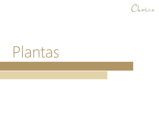 Plantas
 