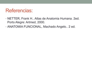 Referencias:
• NETTER, Frank H.. Atlas de Anatomia Humana. 2ed.
  Porto Alegre: Artmed, 2000.
• ANATOMIA FUNCIONAL, Machado Angelo.. 2 ed.
 