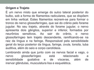 Origem e Trajeto
É um nervo misto que emerge do sulco lateral posterior do
bulbo, sob a forma de filamentos radiculares, que se dispõem
em linha vertical. Estes filamentos reúnem-se para formar o
tronco do nervo glossofaríngeo, que sai do crânio pelo forame
jugular. No seu trajeto, através do forame jugular, o nervo
apresenta dois gânglios, superior e inferior, formados por
neurônios sensitivos. Ao sair do crânio, o nervo
glossofaríngeo tem trajeto descendente, ramificando-se na
raiz da língua e na faringe. Responsável pela sensibilidade
geral do terço posterior da língua, faringe, úvula, tonsila, tuba
auditiva, além do seio e corpo carotídeos.
Lembrando ainda que junto com os nervos facial e vago, o
nervo        glossofaríngeo      está        relacionado        a
sensibilidade gustativa e de vísceras, além de
inervar glândulas, musculatura lisa e esquelética.
 
